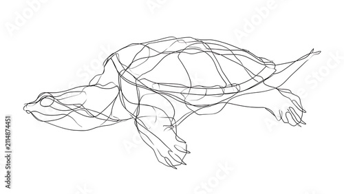 Line art turtle drawing white background.