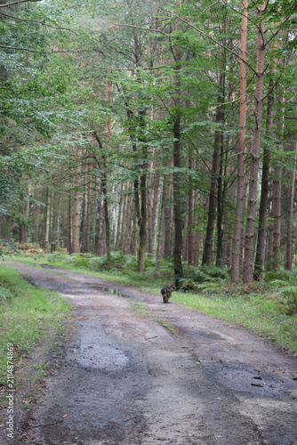 Canvastavla A dirt road winding through a dense forest with tall trees on either side