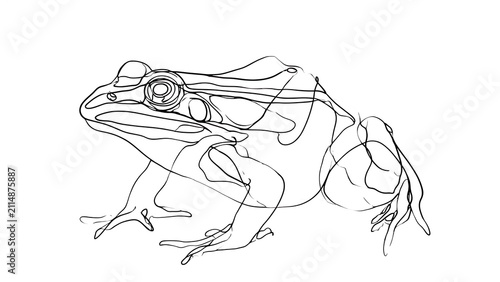 Line drawing of a frog on white background.