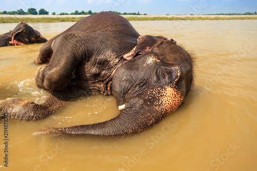 Photography Asian elephants (Elephas maximus) bathing in a river.
