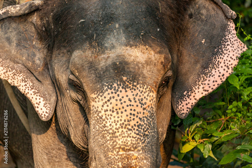 Фотография Close up of Asian elephants face with pink skin and spots