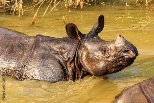 Canvas Print Baby greater one-horned rhinoceros ,  Rhinoceros unicornis,   in river