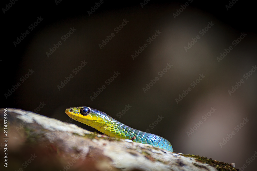 Fototapeta premium Colorful green tree snake, Dendrelaphis punctulatus
