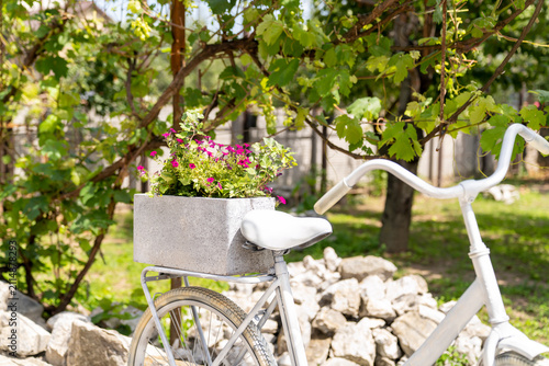 White bicycle with flower planter on rear rack beneath grapevine in a garden. Outdoor lifestyle photography. Sustainable transport and home gardening concept. Design for poster, banner, wallpaper