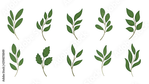Minimalist Handdrawn Branch and Leaf Line Art Botanical Illustration Element on White	