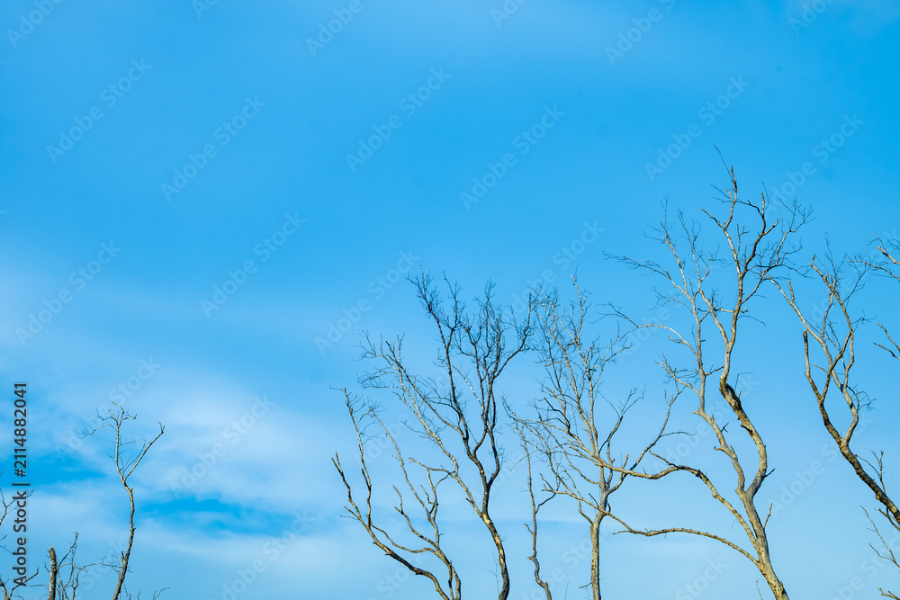 Fototapeta premium Bare dry tree branches silhouette against clear blue sky with soft white clouds