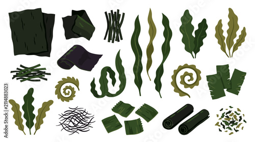Set of various edible seaweed types including nori sheets, dried kelp strands, and fresh wakame leaves, perfect for sushi or healthy cuisine