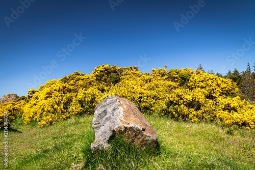 A clear, summer HDR landscape image of European Gorse, Ulex europaeus, aka furze and whin, flowering in the Sutherland sunshine, Scotland.
