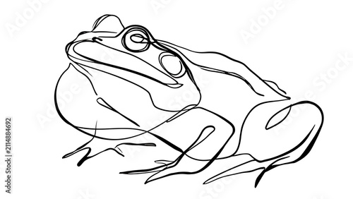 Line art frog illustration on white background.