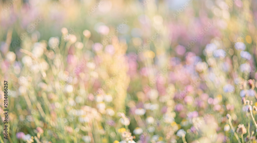 Obraz premium Soft blurry meadow background with spring flowers and warm light, dreamy nature atmosphere, romantic botanical design, peaceful aesthetic landscape, bright spring holiday celebration.