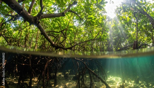 Over and Underwater View of Dense Mangrove Roots Twisting Through Sunlight Dappled Water, a Vibrant Coastal Ecosystem