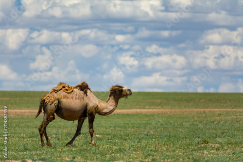 Bactrian camel ,  Camelus bactrianus,   wandering the grasslands of the Gobi desert