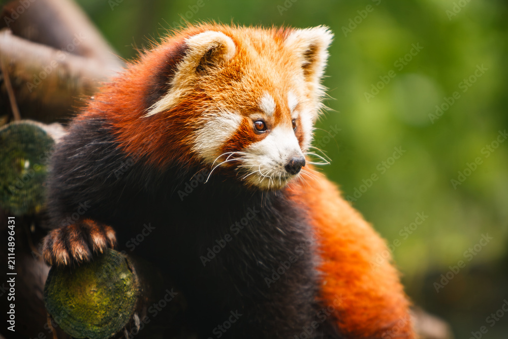 Obraz premium Red panda bear