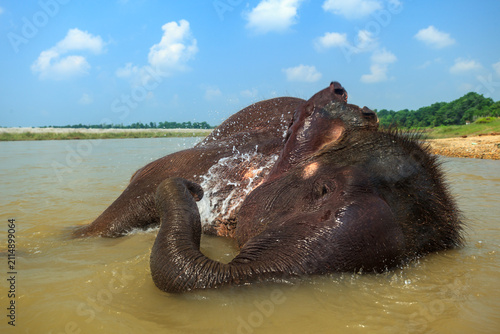 An Asian elephant (Elephas maximus) rolls and splashes in the water on a sunny day.