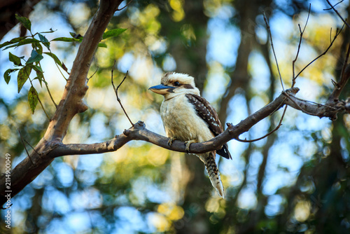 A Kookaburra (Dacelo novaeguineae) perched on a tree branch.