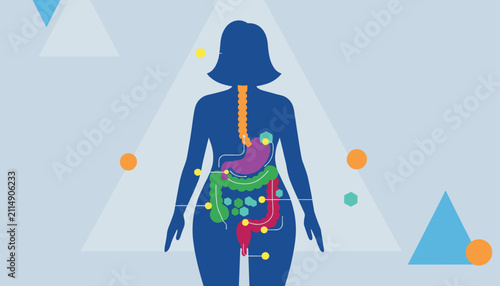 Anatomical vector diagram illustrates the female digestive system, highlighting stomach, intestines, and esophagus.