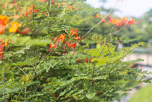 Beautiful colorful flowers in full bloom with delicate petals, showcasing natural floral beauty in a vibrant garden setting