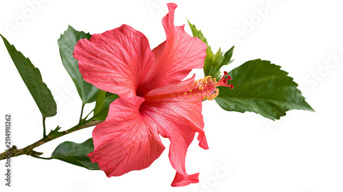 Foto Vibrant pink hibiscus flower with green leaves, isolated on transparent backgrou