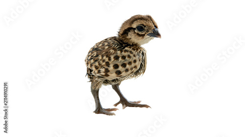 Фотография Small spotted quail chick standing, isolated on transparent background