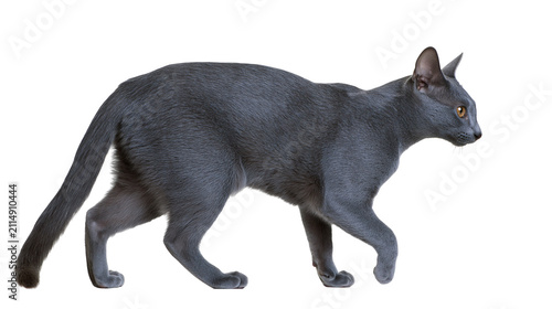 Konstfotografi Slender grey Oriental Shorthair cat walking, isolated on transparent background