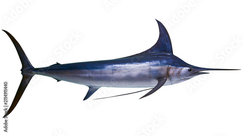 Fotografie Blue marlin fish with pointed bill and dorsal fin, isolated on transparent backg