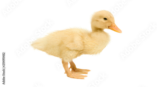 Картината върху платно Fluffy yellow duckling standing, isolated on transparent background