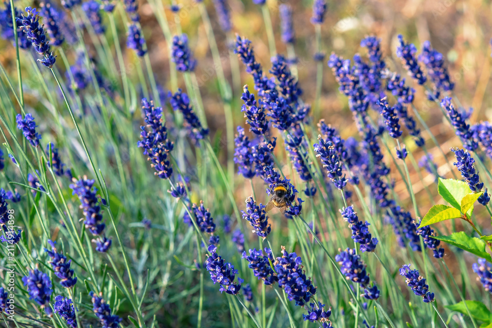 Fototapeta premium Tranquil lavender field in summer sunlight with striped bumblebee on flower. Relaxation and wellness
