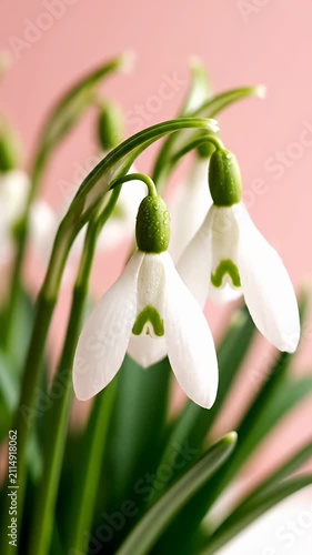 Delicate white snowdrop flowers against pink background.