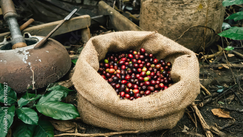 Open burlap bag overflowing with ripe coffee cherries surrounded by leaves and farming equipment in plantation setting. Coffee production concept