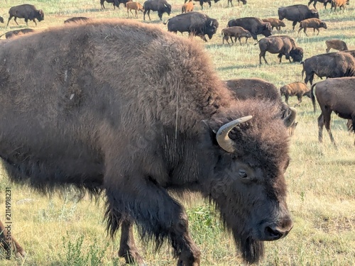 Canvas Print American bison buffalo with herd