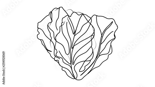 Detailed leaf drawing on white background.