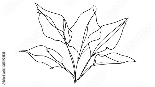 Elegant line art leaf drawing white background.