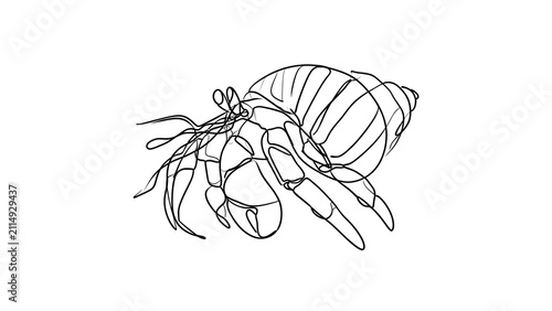 Hermit crab line art illustration white background.