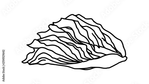 Illustration of cabbage leaf white background.