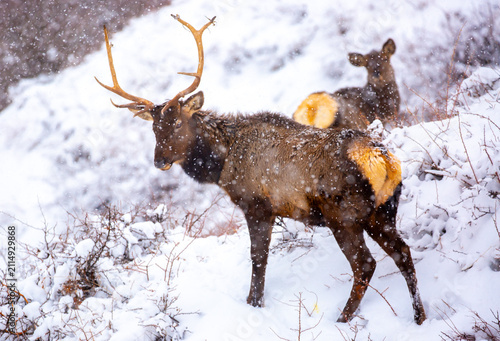 Canvas Print A deer in the mountains in winter with falling snow