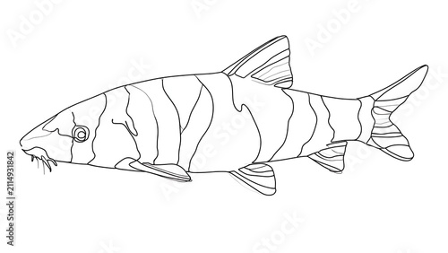 Tiger fish line drawing on white background.
