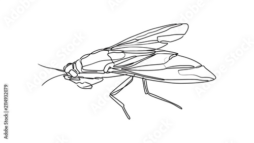 Detailed insect line drawing on white background.