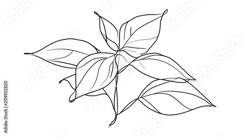 Elegant line art leaf drawing white background.