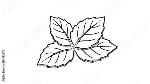 Illustrated leaf cluster on white background.