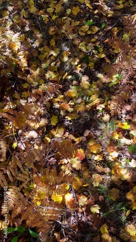 Golden Autumn Leaves on Forest Floor with Moving Tree Shadows