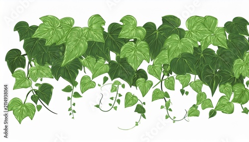 tropical greenery ivy plant foliage isolated graphic