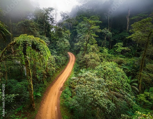 winding dirt road disappearing into the dense rainforest canopy dense foliage rainforest