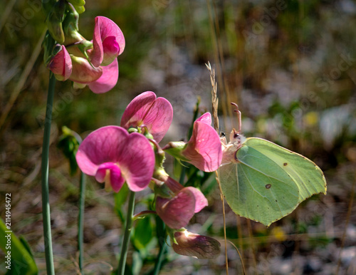 Foto Brimstone butterfly (Gonepteryx rhamni) resting among pink everlasting pea (Lathyrus latifolius) flowers in a sunny meadow near Répáshuta, Bükk Mountains, Hungary
