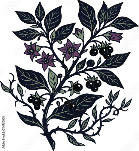 Vintage botanical nightshade plant branch with flowers and berries vector illustration