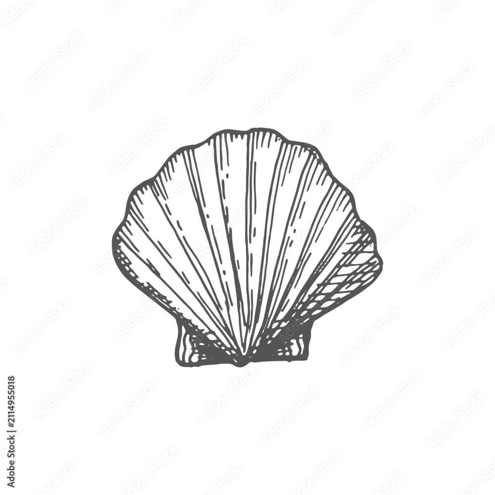 Obraz premium Bivalve cockle clam atlantic seashell isolated monochrome sketch icon. Vector seafood oyster or scallop, retro shellfish. Marine bivalve mollusk, cockle with pearl, beach decoration drawing