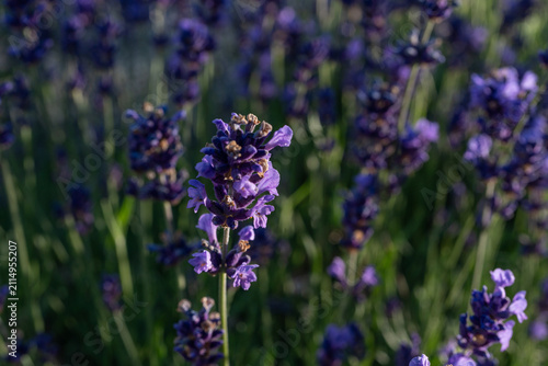Lavender purple flower close up, lavendar farm in blooming summer garden