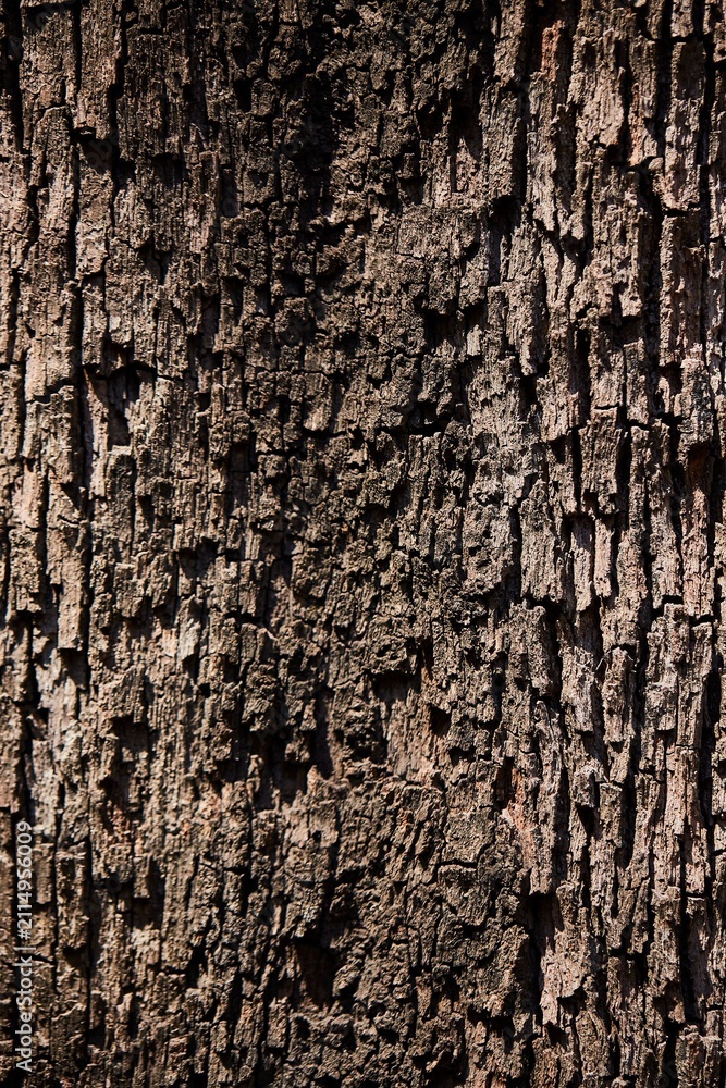 Naklejka premium tree bark texture