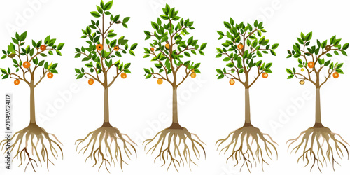 Cuadro en lienzo Fruit tree growth stages vector illustration on white background