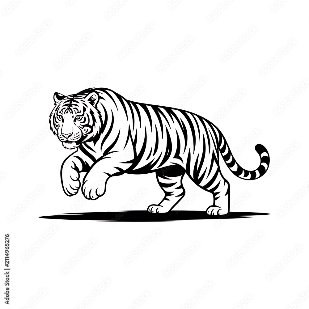 Obraz premium Black and white tiger illustration walking in a dynamic pose isolated on white background