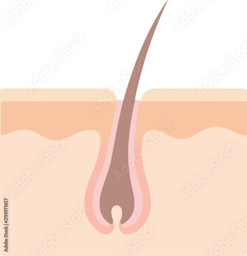 Cross section of human skin and hair follicle. Anatomy diagram of hair growth and root.